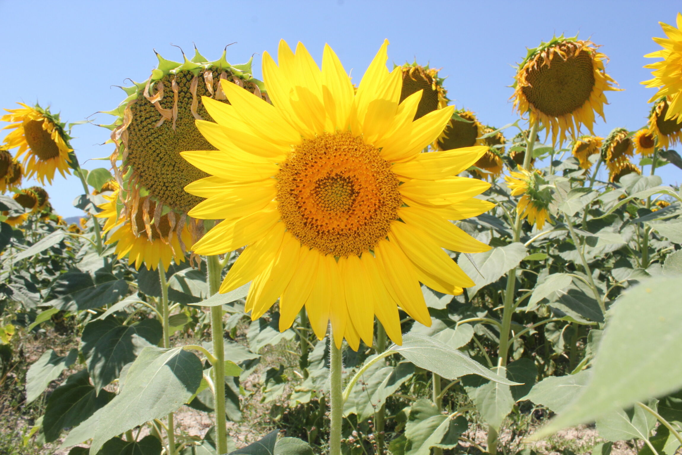 sonnenblume