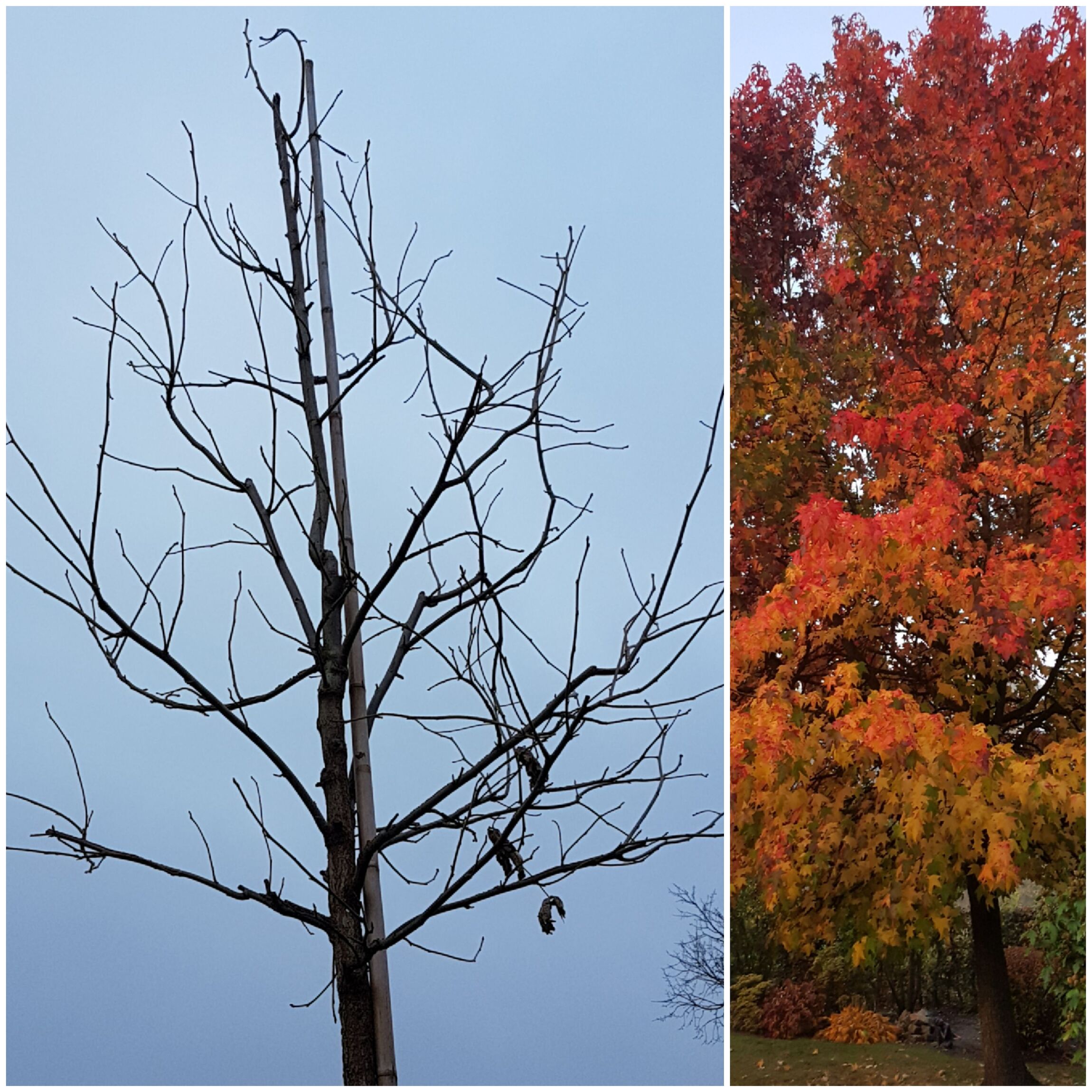 Baum von der Stiftung 