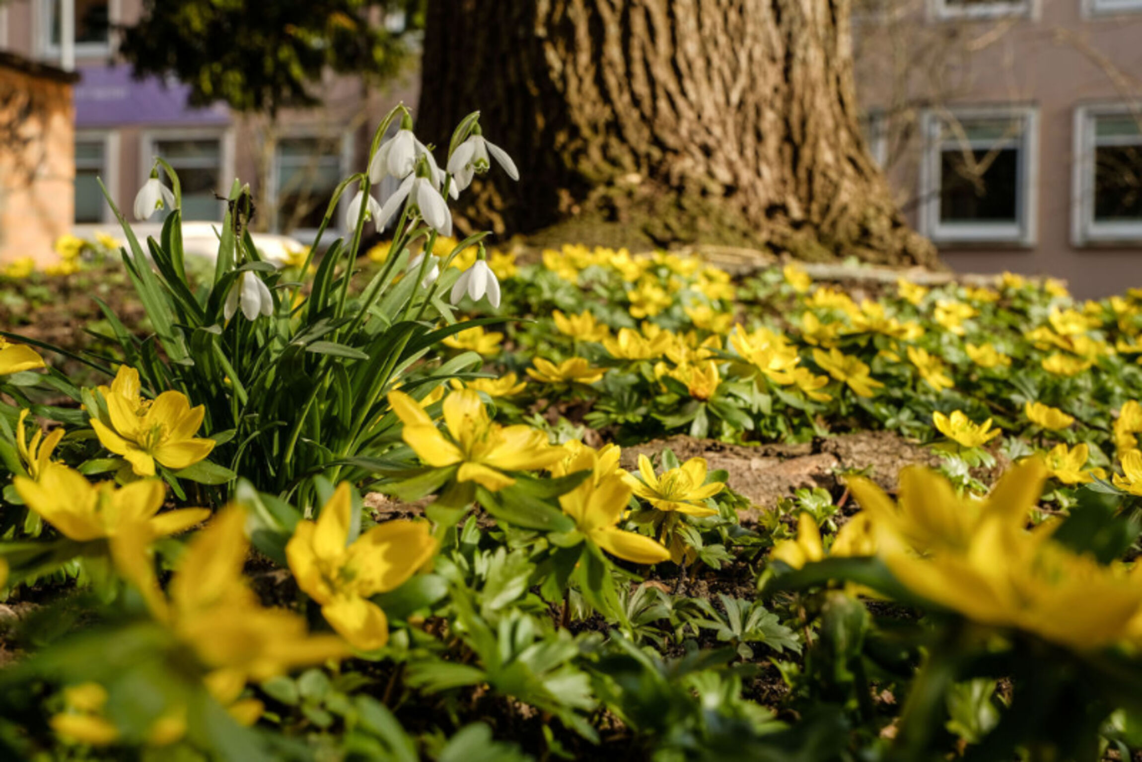 Blumen vor einem Baum und einem Gebäude.