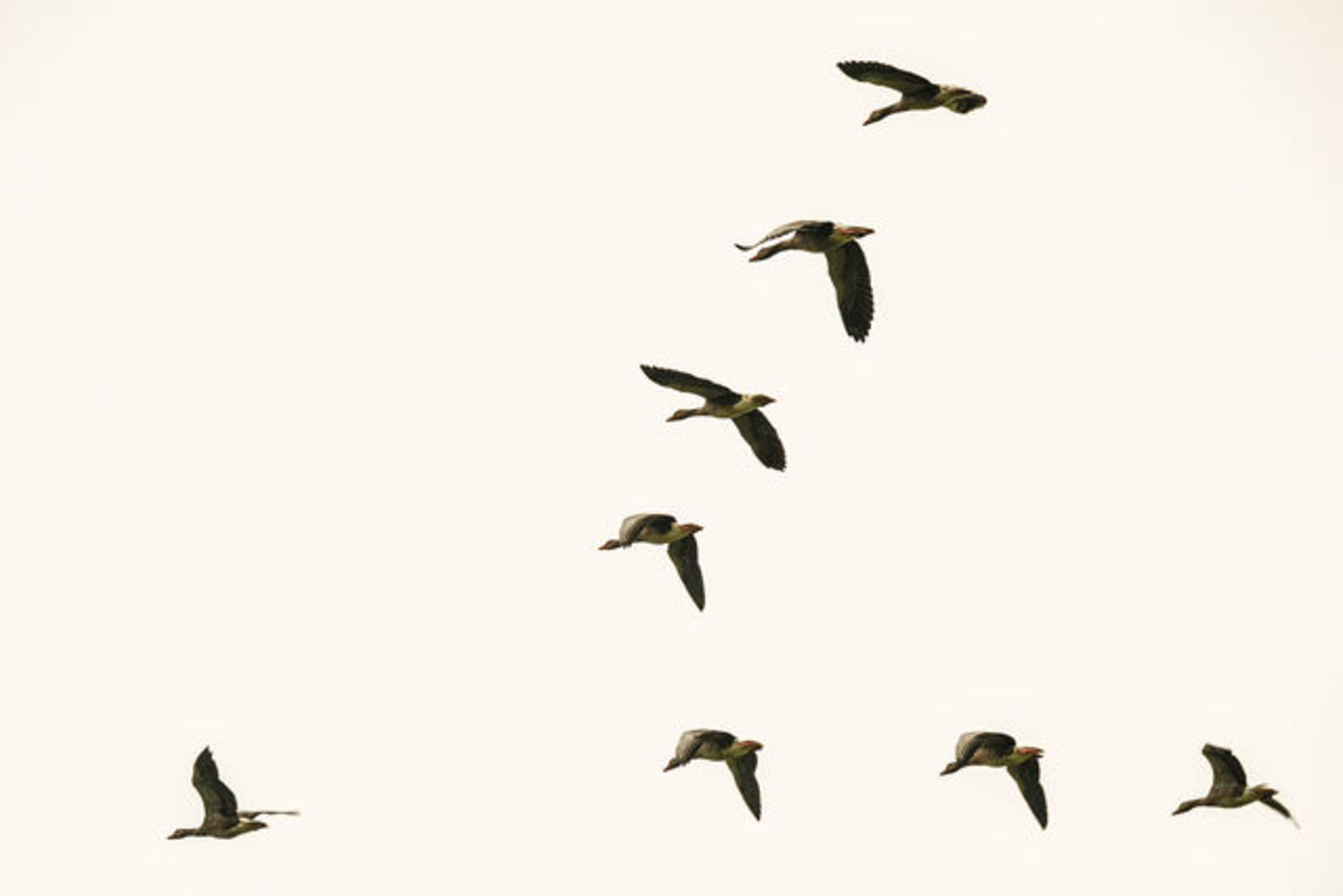 Vogelschwarm