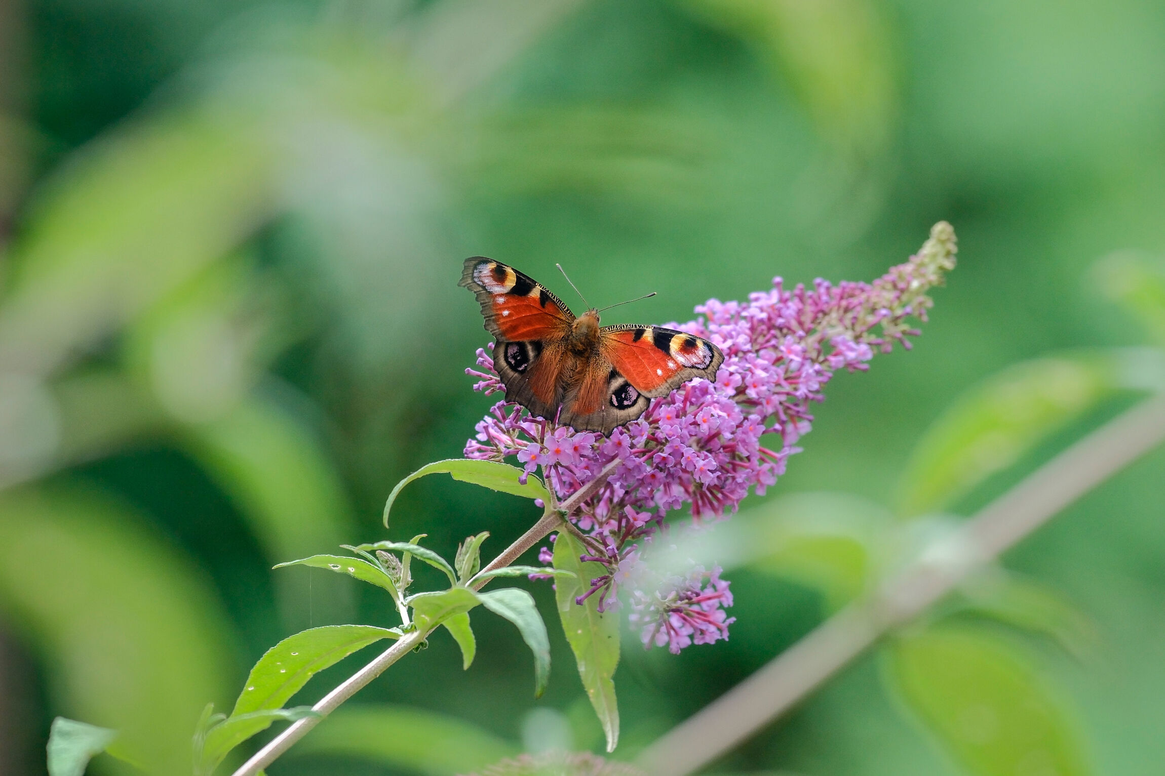 Ein Schmetterling auf einer Blume.
