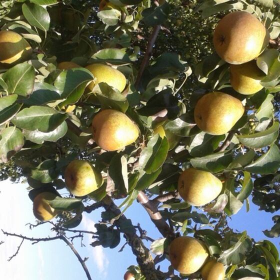 Obstbäume am Weg