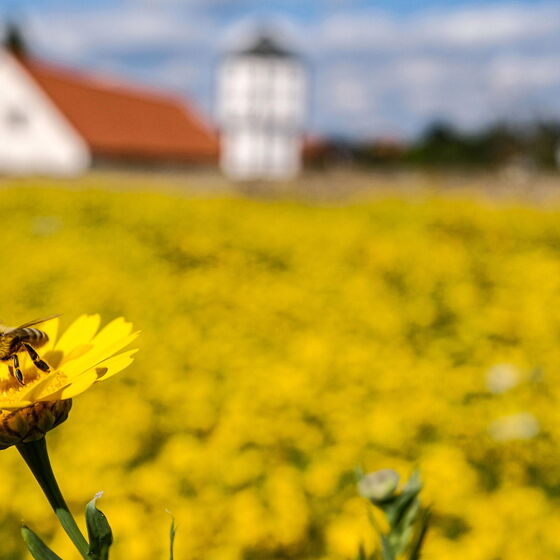 Eine gelbe Blumenwiese vor einem Kloster.
