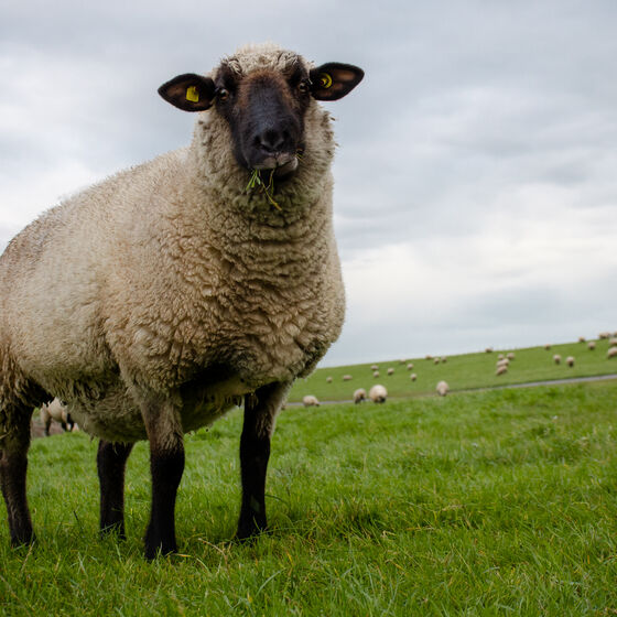 Ein Schaf auf einer Wiese.
