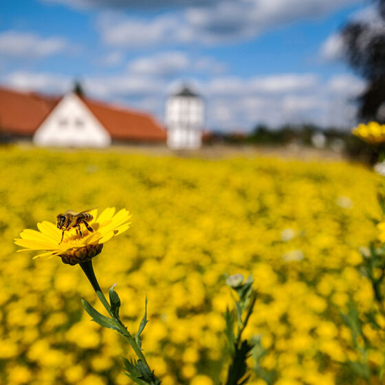 Eine gelbe Blumenwiese vor einem Kloster.