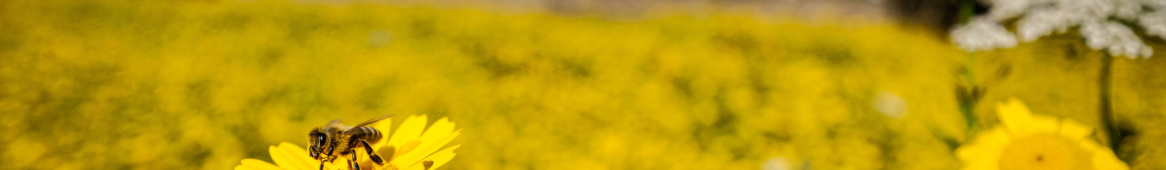 Eine gelbe Blumenwiese vor einem Kloster.
