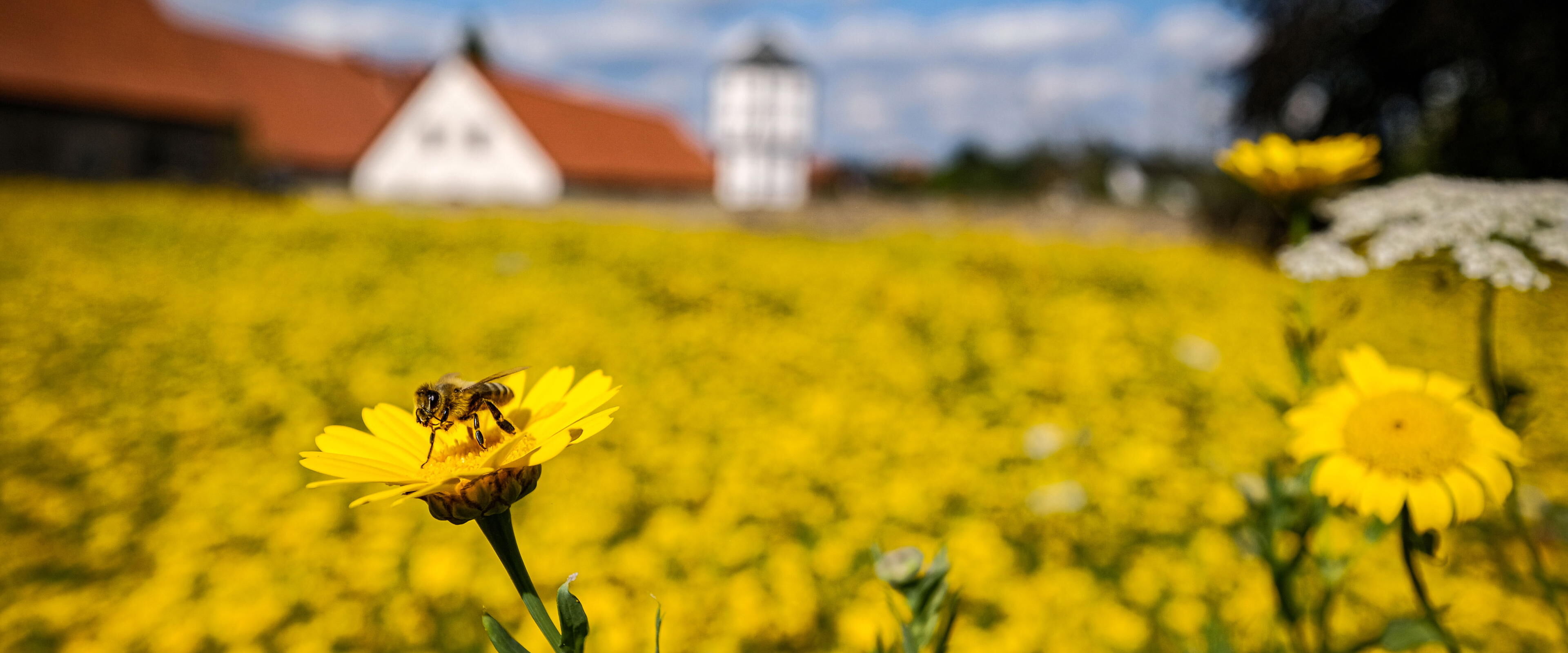 Eine gelbe Blumenwiese vor einem Kloster.