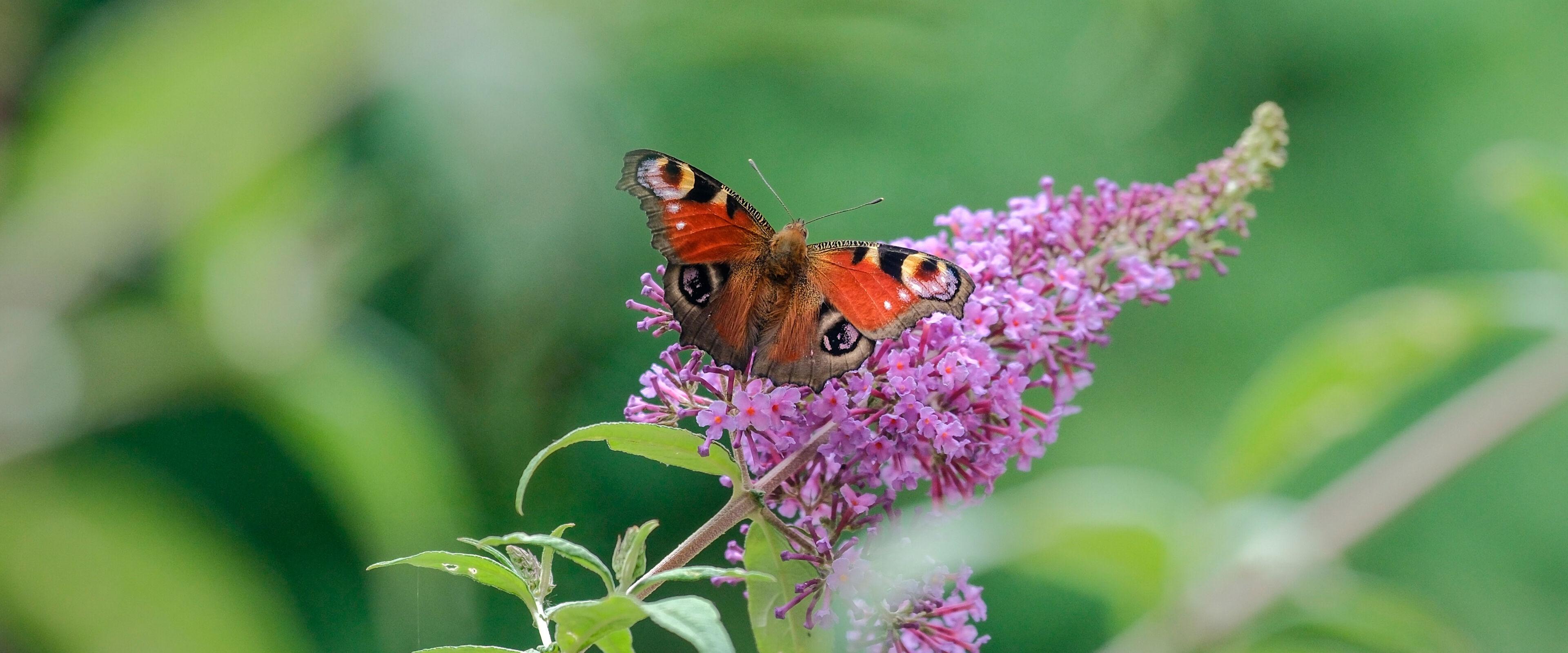 Ein Schmetterling auf einer Blume.