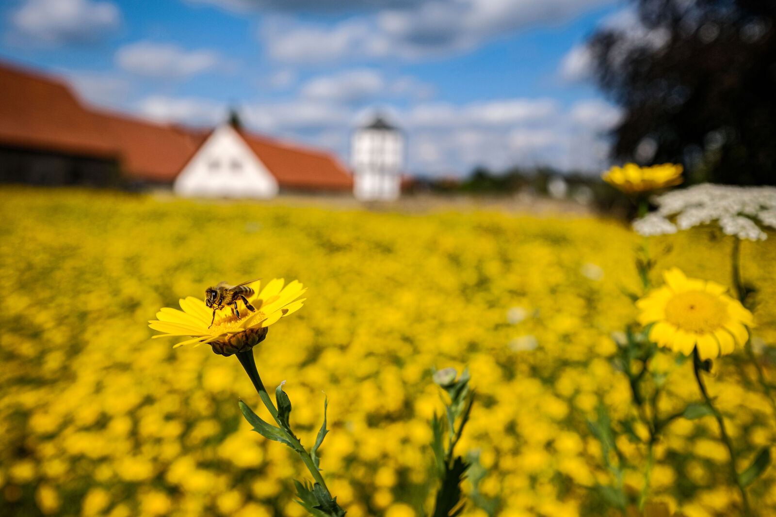 Eine gelbe Blumenwiese vor einem Kloster.