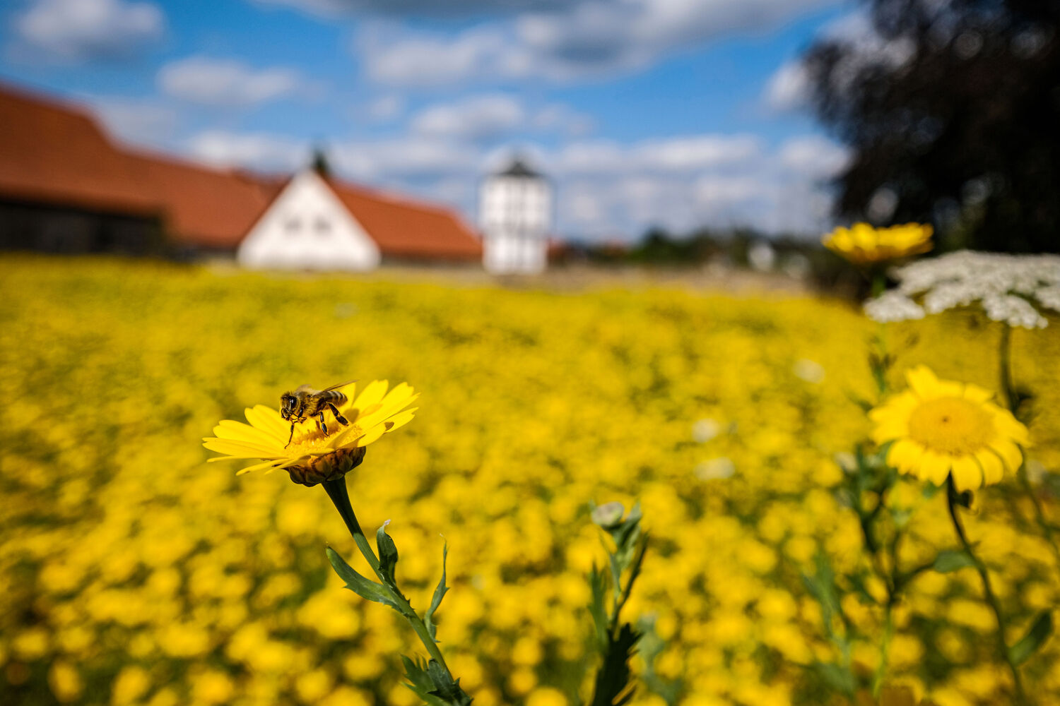 Eine gelbe Blumenwiese vor einem Kloster.