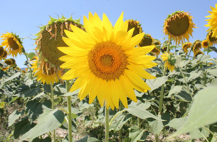 sonnenblume