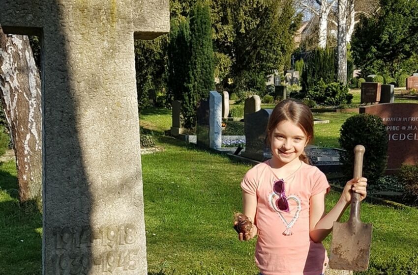 StNicolaiSarstedt_Blumenzwiebeln auf dem Friedhof