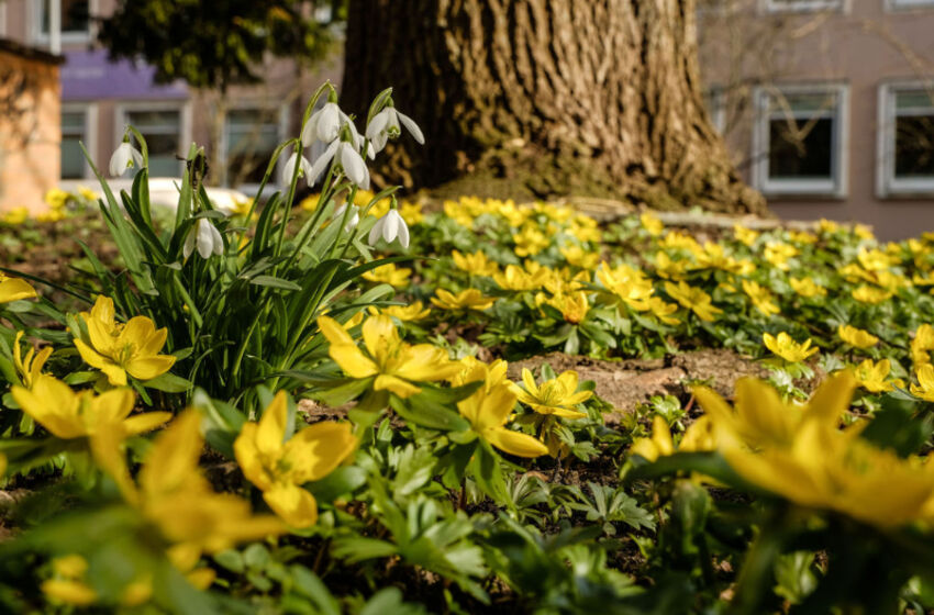 Blumen vor einem Baum und einem Gebäude.
