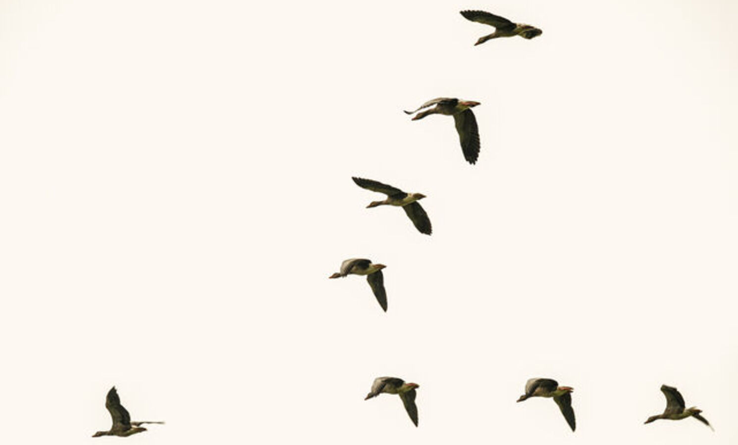 Vogelschwarm