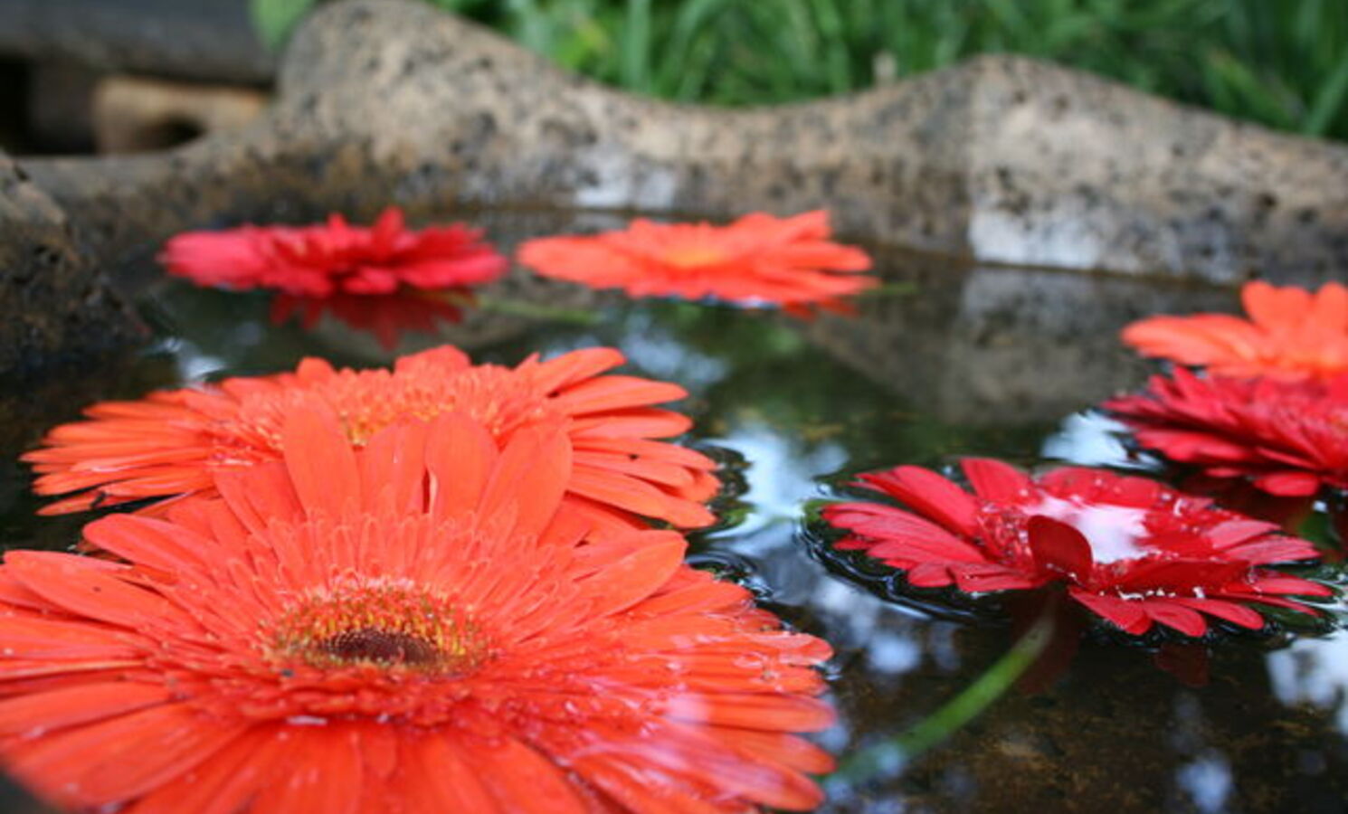 Rote Blumen auf dem Wasser
