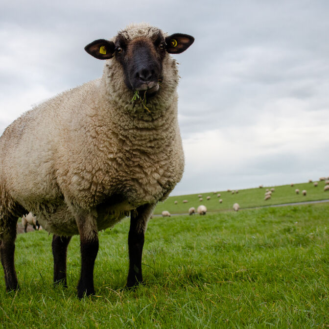 Ein Schaf auf einer Wiese.