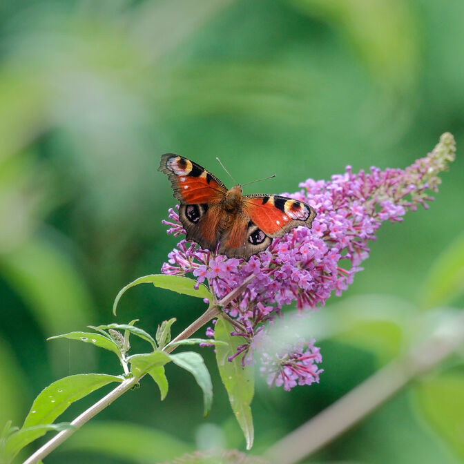 Ein Schmetterling auf einer Blume.